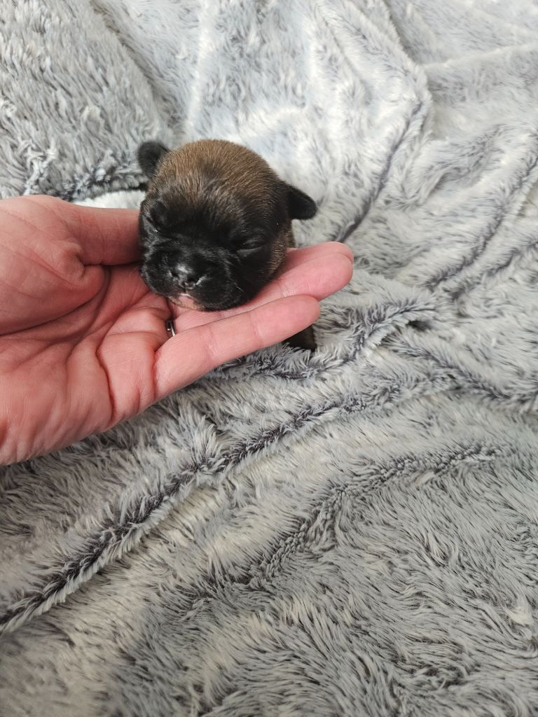 Des Oursons De Broceliande - Chiot disponible  - Bouledogue français