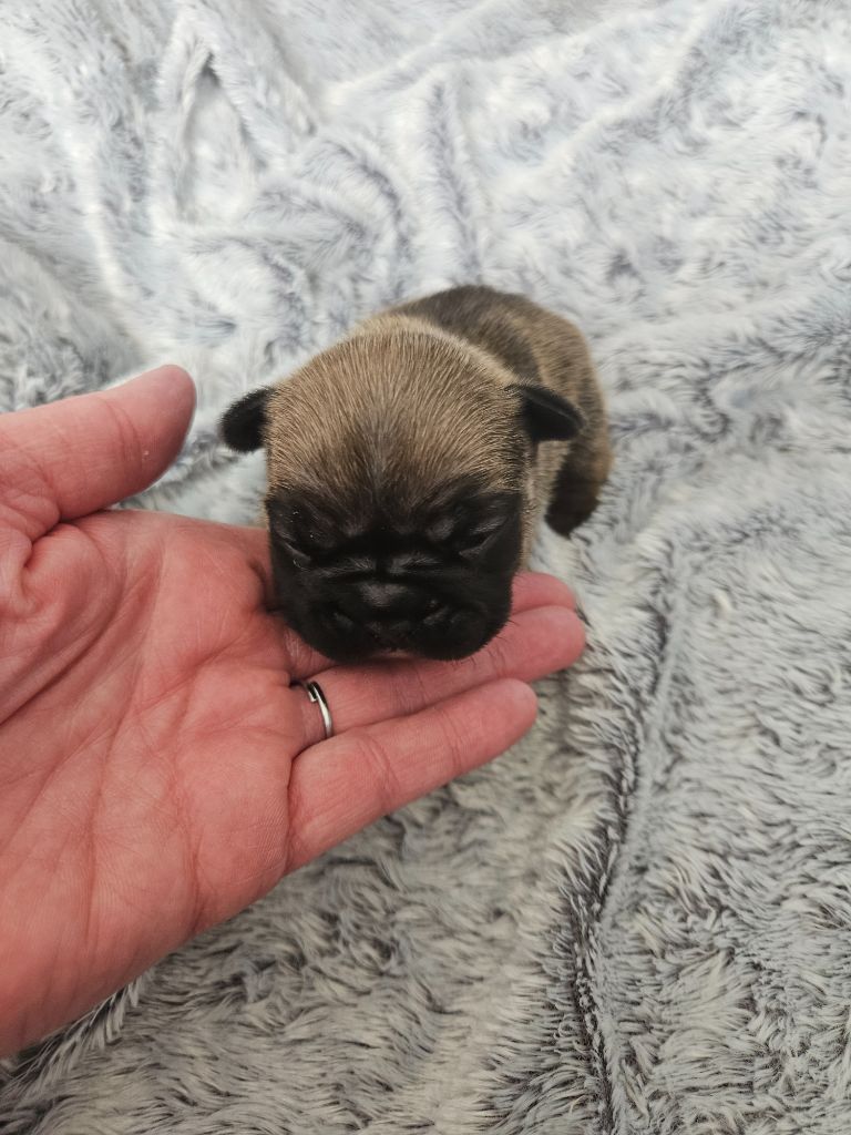 Des Oursons De Broceliande - Chiot disponible  - Bouledogue français