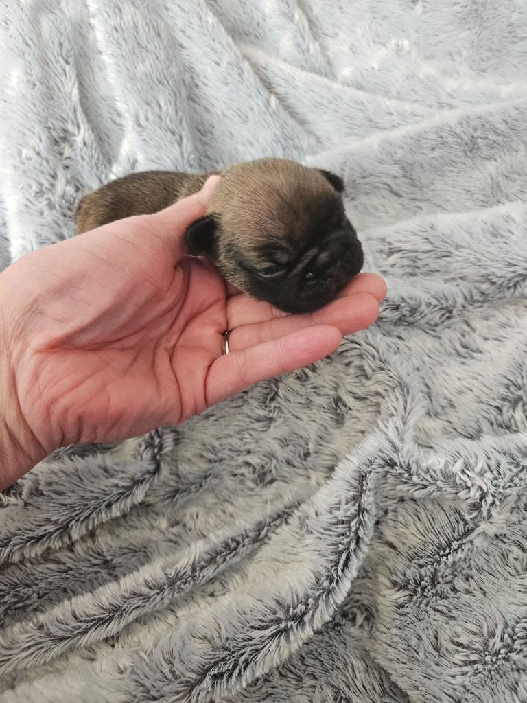 Des Oursons De Broceliande - Chiot disponible  - Bouledogue français