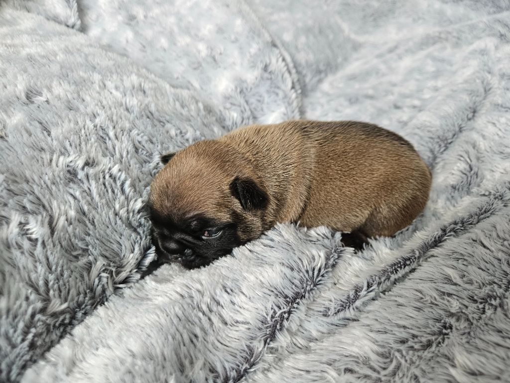 Des Oursons De Broceliande - Chiot disponible  - Bouledogue français