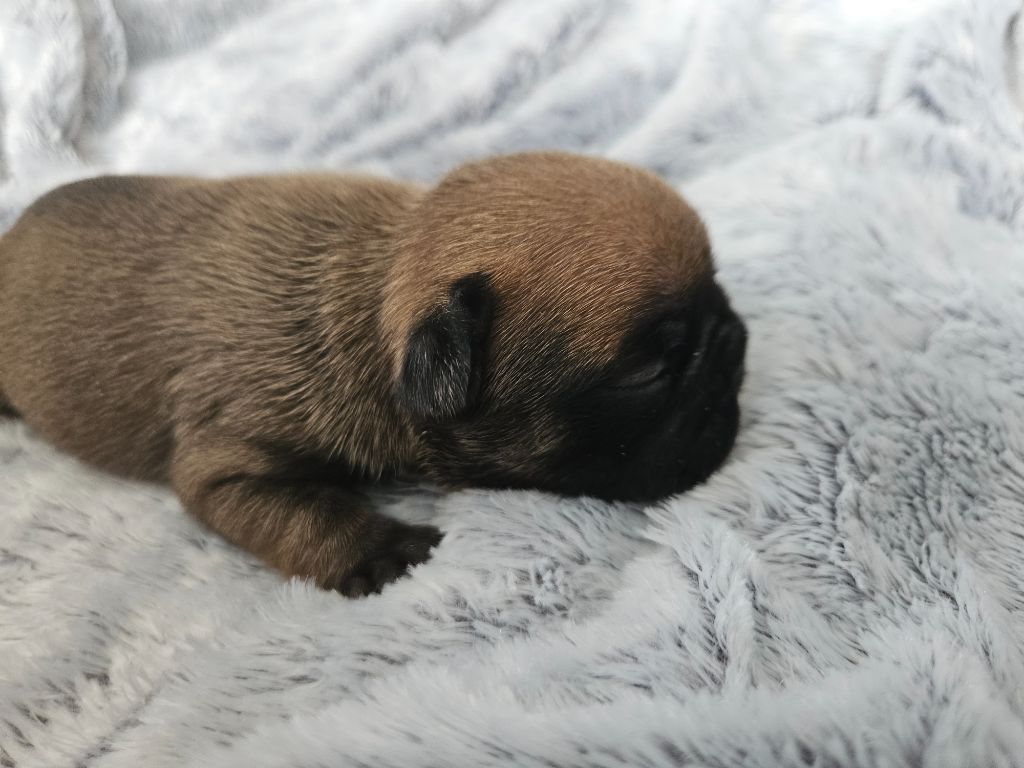 Des Oursons De Broceliande - Chiot disponible  - Bouledogue français