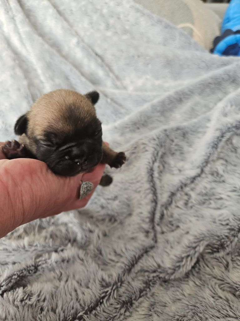 Des Oursons De Broceliande - Chiot disponible  - Bouledogue français