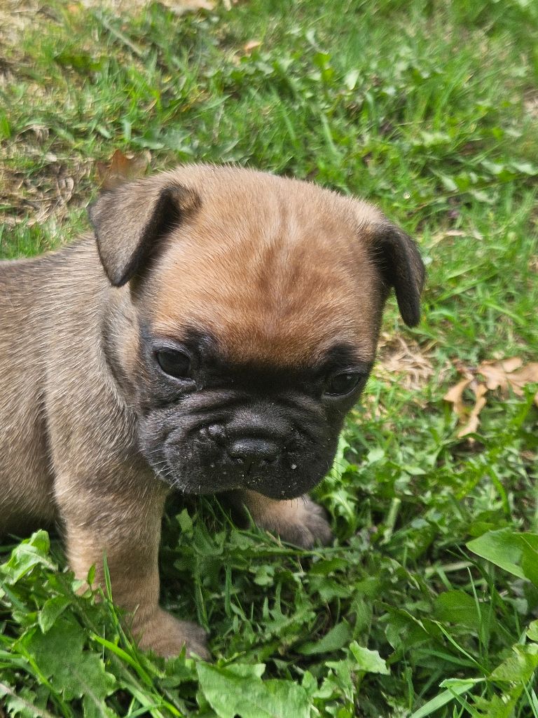 Des Oursons De Broceliande - Chiots disponibles - Bouledogue français
