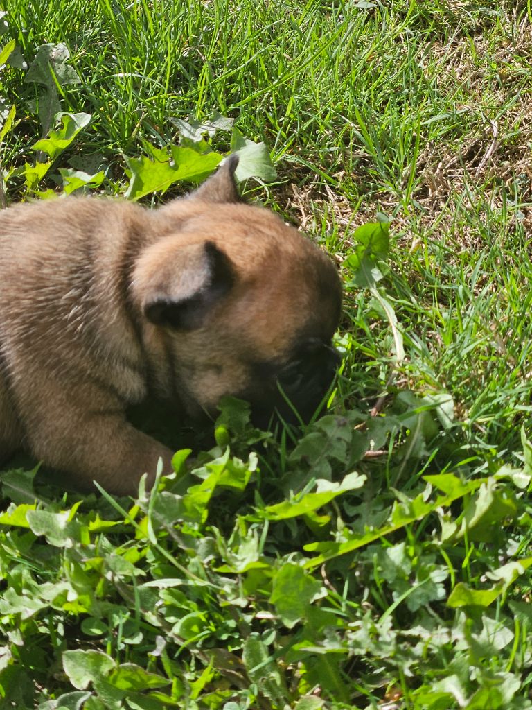 Des Oursons De Broceliande - Chiots disponibles - Bouledogue français