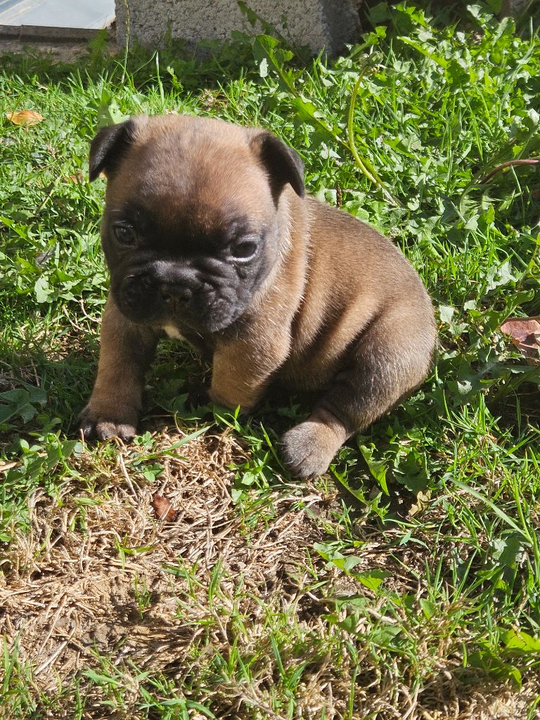 Des Oursons De Broceliande - Chiots disponibles - Bouledogue français