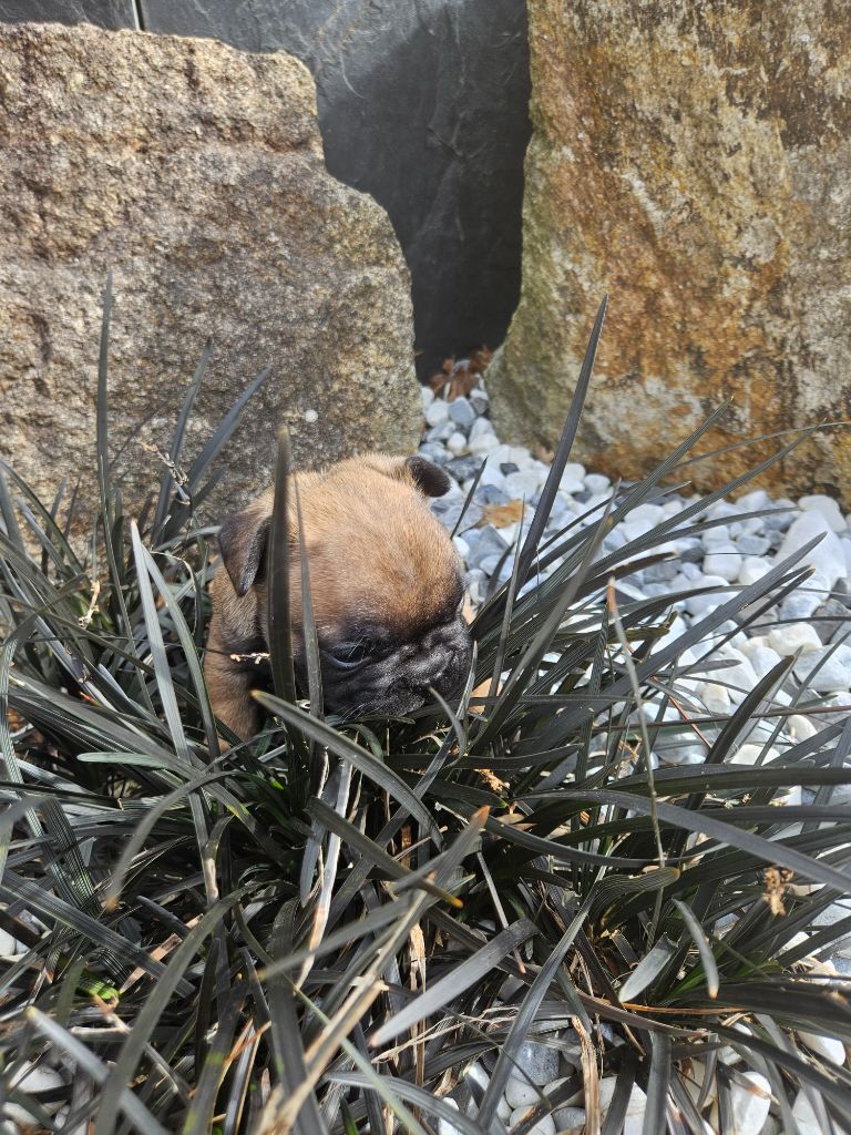 Des Oursons De Broceliande - Chiots disponibles - Bouledogue français