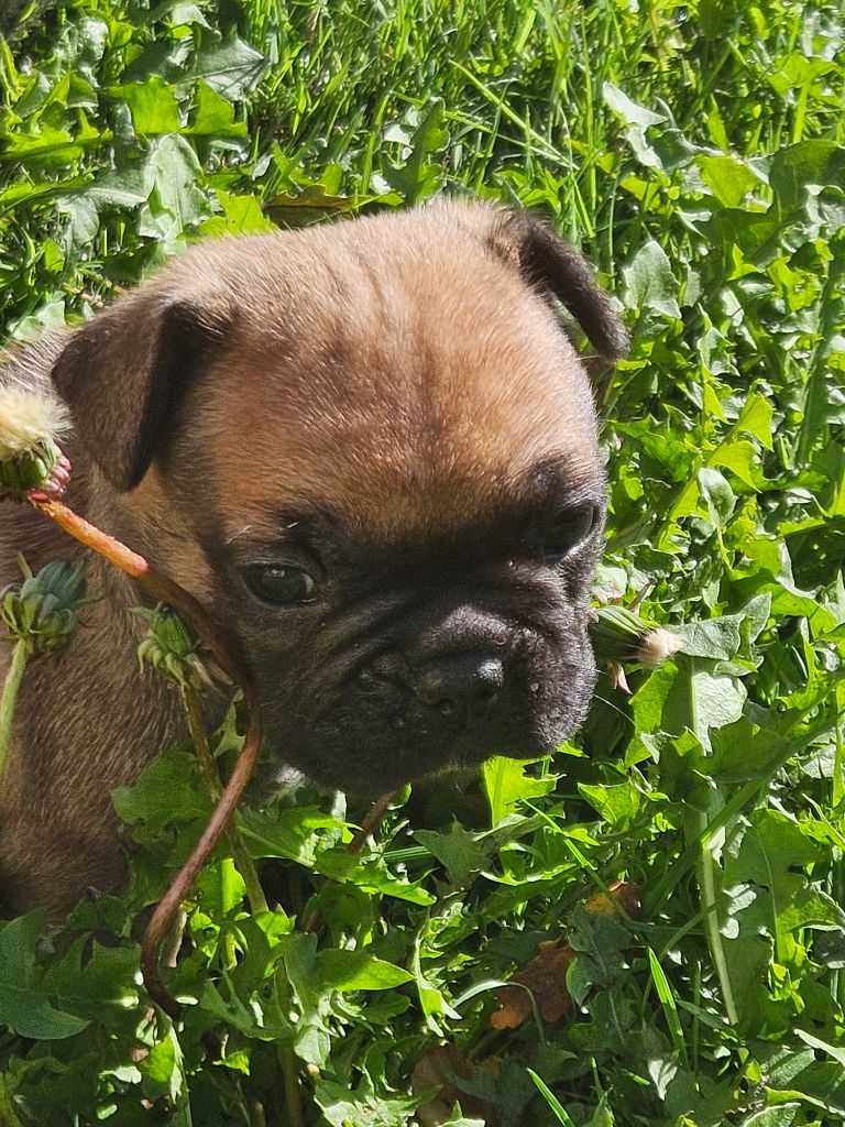 Des Oursons De Broceliande - Chiots disponibles - Bouledogue français